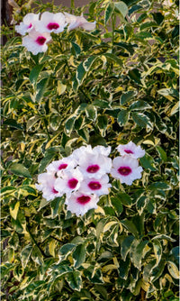 Variegated Pink Bower Vine – Flowering Garden Climber