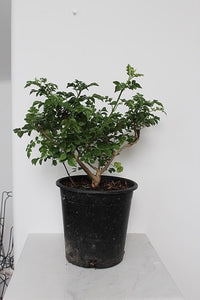 Orange Cape Honeysuckle – Climbing Garden Shrub (1 Gallon)