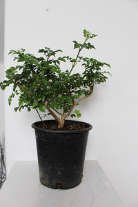 Orange Cape Honeysuckle – Climbing Garden Shrub (1 Gallon)