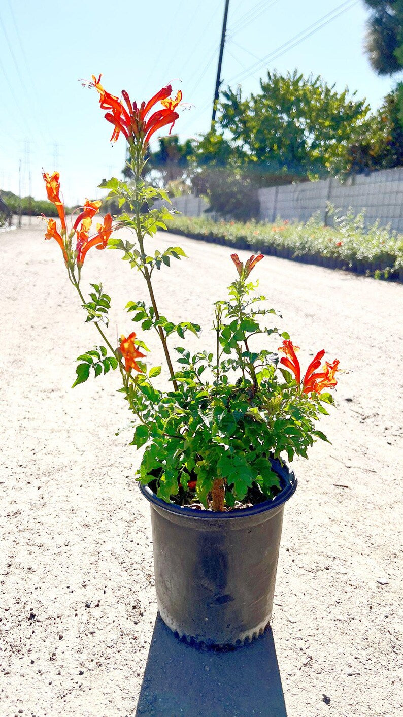 Orange Cape Honeysuckle – Climbing Garden Shrub (1 Gallon)