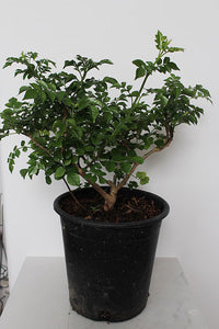 Orange Cape Honeysuckle – Climbing Garden Shrub (1 Gallon)