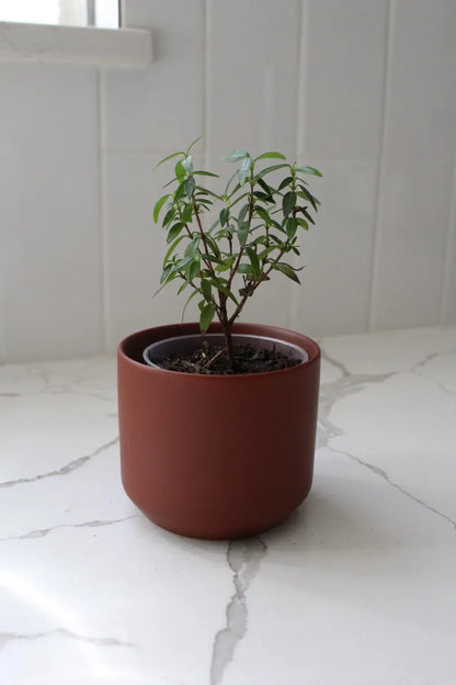 Mini Brown Bonsai Planter – Small Matte Ceramic Pot for Houseplants