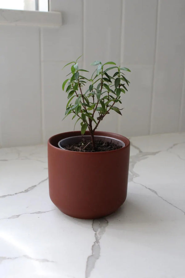 Mini Brown Bonsai Planter – Small Matte Ceramic Pot for Houseplants