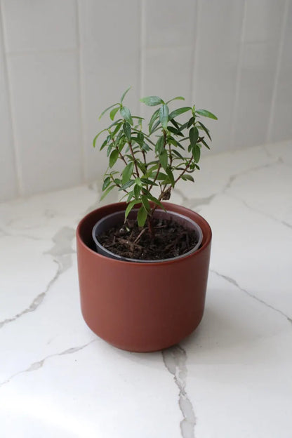 Mini Brown Bonsai Planter – Small Matte Ceramic Pot for Houseplants