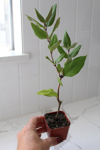 Purple Honeysuckle Vine – Hardy Climbing Garden Plant