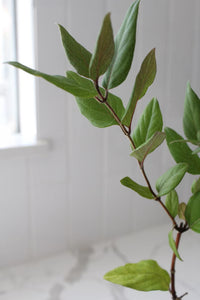 Purple Honeysuckle Vine – Hardy Climbing Garden Plant