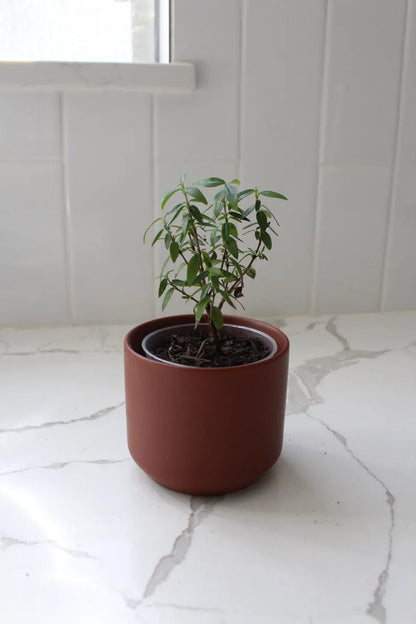 Mini Brown Bonsai Planter – Small Matte Ceramic Pot for Houseplants