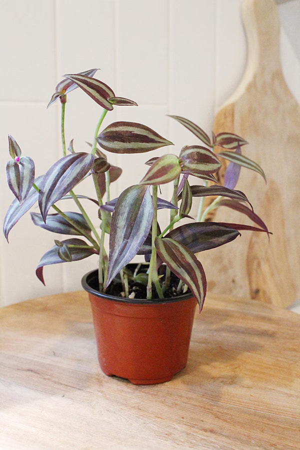 Tradescantia ‘Silver Plus’ – Sparkly Hanging Vine Houseplant