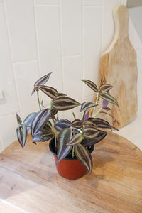 Tradescantia ‘Silver Plus’ – Sparkly Hanging Vine Houseplant