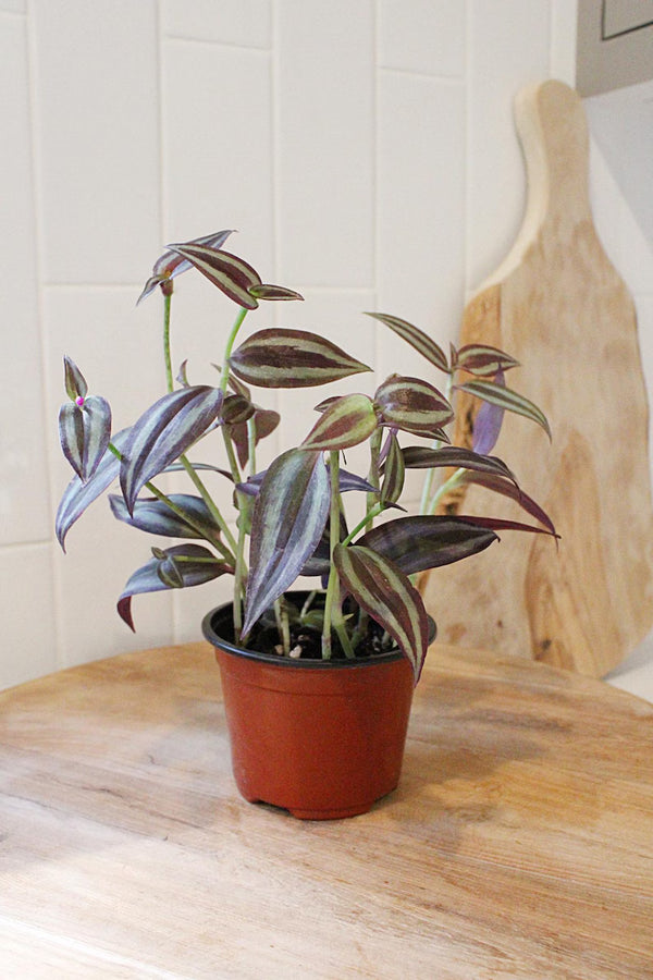 Tradescantia ‘Silver Plus’ – Sparkly Hanging Vine Houseplant