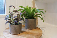 Tradescantia ‘Silver Plus’ – Sparkly Hanging Vine Houseplant