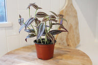 Tradescantia ‘Silver Plus’ – Sparkly Hanging Vine Houseplant
