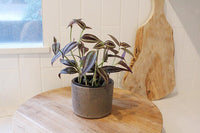 Tradescantia ‘Silver Plus’ – Sparkly Hanging Vine Houseplant