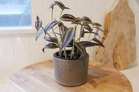 Tradescantia ‘Silver Plus’ – Sparkly Hanging Vine Houseplant
