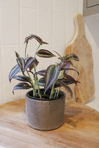Tradescantia ‘Silver Plus’ – Sparkly Hanging Vine Houseplant