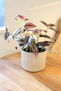 Tradescantia ‘Silver Plus’ – Sparkly Hanging Vine Houseplant