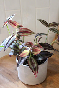 Tradescantia ‘Silver Plus’ – Sparkly Hanging Vine Houseplant