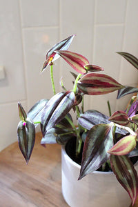 Tradescantia ‘Silver Plus’ – Sparkly Hanging Vine Houseplant