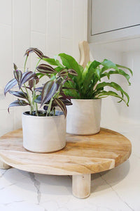 Tradescantia ‘Silver Plus’ – Sparkly Hanging Vine Houseplant