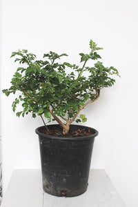 Orange Cape Honeysuckle – Climbing Garden Shrub (1 Gallon)