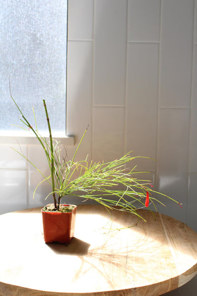 Firecracker Plant (Russelia) – Hummingbird Garden Starter