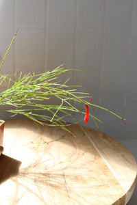 Firecracker Plant (Russelia) – Hummingbird Garden Starter