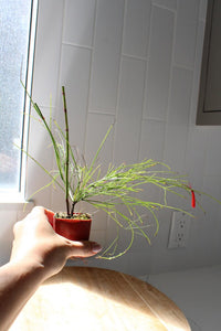 Firecracker Plant (Russelia) – Hummingbird Garden Starter