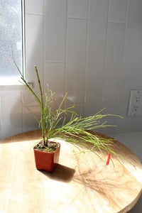 Firecracker Plant (Russelia) – Hummingbird Garden Starter