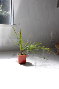 Firecracker Plant (Russelia) – Hummingbird Garden Starter