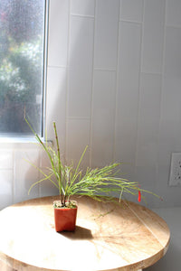 Firecracker Plant (Russelia) – Hummingbird Garden Starter