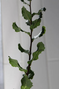 Cork Oak (Quercus Suber) – Bonsai Starter Tree