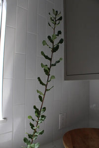 Cork Oak (Quercus Suber) – Bonsai Starter Tree