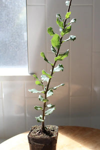 Cork Oak (Quercus Suber) – Bonsai Starter Tree