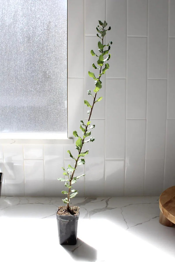 Cork Oak (Quercus Suber) – Bonsai Starter Tree