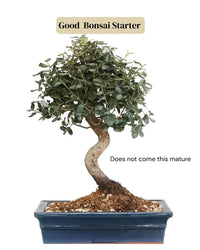 Cork Oak (Quercus Suber) – Bonsai Starter Tree