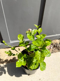 Arabian Jasmine (Sambac) – Fragrant Tropical Plant (1 Gallon)