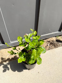 Arabian Jasmine (Sambac) – Fragrant Tropical Plant (1 Gallon)