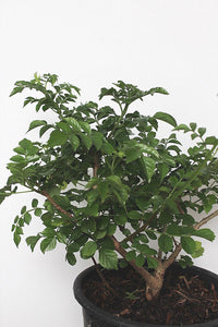 Orange Cape Honeysuckle – Climbing Garden Shrub (1 Gallon)
