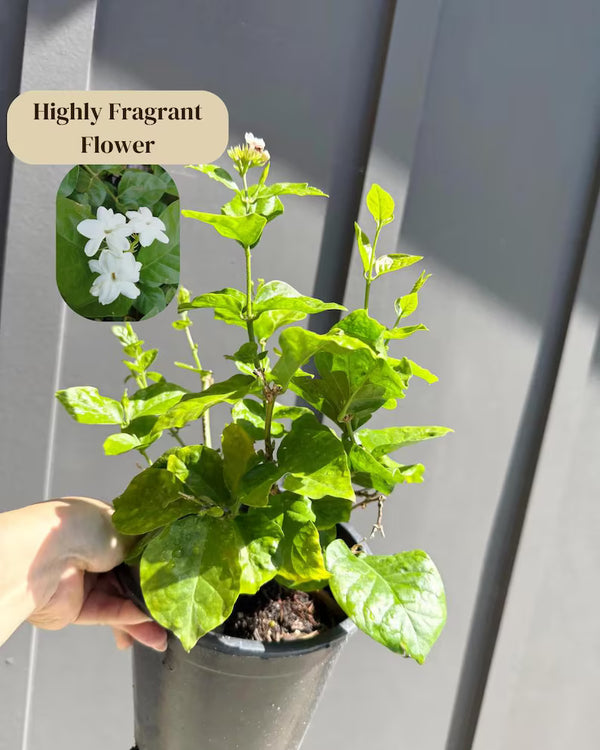 Arabian Jasmine (Sambac) – Fragrant Tropical Plant (1 Gallon)