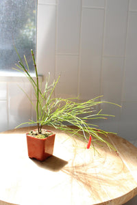 Firecracker Plant (Russelia) – Hummingbird Garden Starter