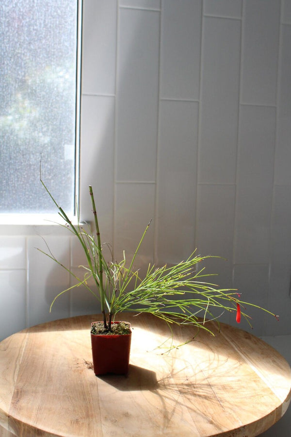 Firecracker Plant (Russelia) – Hummingbird Garden Starter