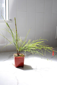 Firecracker Plant (Russelia) – Hummingbird Garden Starter