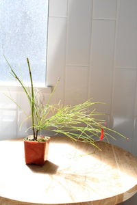 Firecracker Plant (Russelia) – Hummingbird Garden Starter