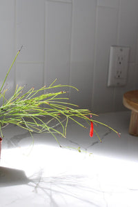Firecracker Plant (Russelia) – Hummingbird Garden Starter