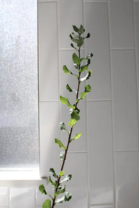 Cork Oak (Quercus Suber) – Bonsai Starter Tree