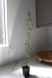 Cork Oak (Quercus Suber) – Bonsai Starter Tree