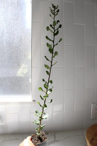 Cork Oak (Quercus Suber) – Bonsai Starter Tree