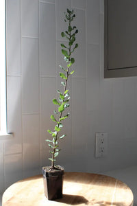 Cork Oak (Quercus Suber) – Bonsai Starter Tree