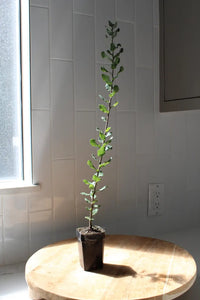 Cork Oak (Quercus Suber) – Bonsai Starter Tree