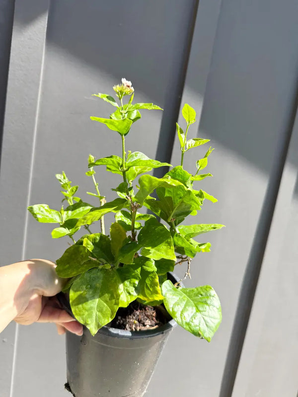 Arabian Jasmine (Sambac) – Fragrant Tropical Plant (1 Gallon)